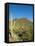 Saguaro Cactus near Tucson, Arizona-null-Framed Stretched Canvas