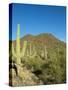 Saguaro Cactus near Tucson, Arizona-null-Stretched Canvas