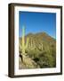 Saguaro Cactus near Tucson, Arizona-null-Framed Photo