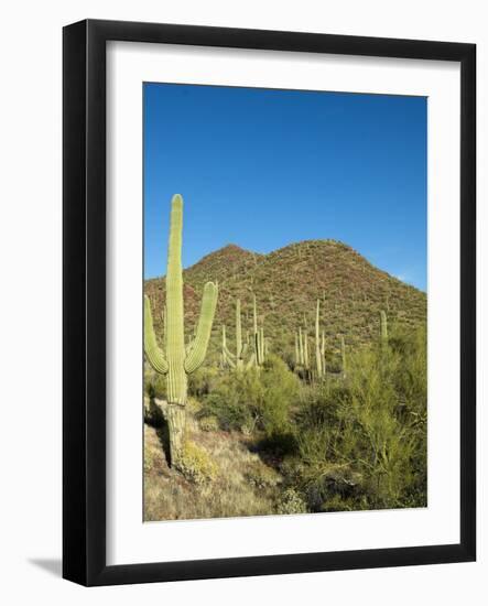 Saguaro Cactus near Tucson, Arizona-null-Framed Photo