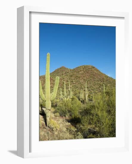 Saguaro Cactus near Tucson, Arizona-null-Framed Photo