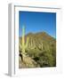 Saguaro Cactus near Tucson, Arizona-null-Framed Photo