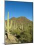 Saguaro Cactus near Tucson, Arizona-null-Mounted Photo