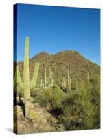 Saguaro Cactus near Tucson, Arizona-null-Stretched Canvas