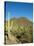 Saguaro Cactus near Tucson, Arizona-null-Stretched Canvas