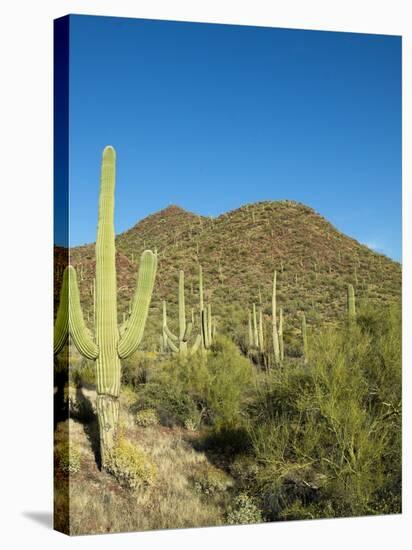 Saguaro Cactus near Tucson, Arizona-null-Stretched Canvas