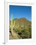 Saguaro Cactus near Tucson, Arizona-null-Framed Photo
