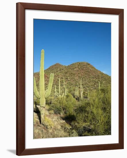 Saguaro Cactus near Tucson, Arizona-null-Framed Photo