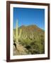 Saguaro Cactus near Tucson, Arizona-null-Framed Photo