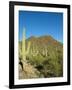 Saguaro Cactus near Tucson, Arizona-null-Framed Photo