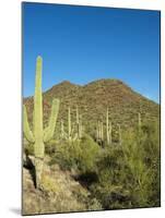 Saguaro Cactus near Tucson, Arizona-null-Mounted Photo