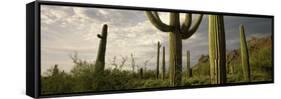 Saguaro Cactus on a Hill, Organ Pipe Cactus National Monument, Pima County, Arizona, USA-null-Framed Stretched Canvas