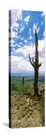Saguaro Cactus on a Hillside, Tucson Mountain Park, Tucson, Arizona, USA-null-Stretched Canvas
