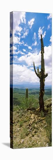 Saguaro Cactus on a Hillside, Tucson Mountain Park, Tucson, Arizona, USA-null-Stretched Canvas