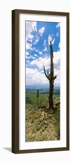 Saguaro Cactus on a Hillside, Tucson Mountain Park, Tucson, Arizona, USA-null-Framed Photographic Print