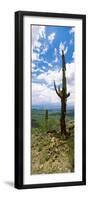 Saguaro Cactus on a Hillside, Tucson Mountain Park, Tucson, Arizona, USA-null-Framed Photographic Print