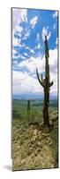 Saguaro Cactus on a Hillside, Tucson Mountain Park, Tucson, Arizona, USA-null-Mounted Photographic Print