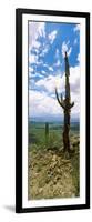 Saguaro Cactus on a Hillside, Tucson Mountain Park, Tucson, Arizona, USA-null-Framed Photographic Print