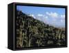 Saguaro Cactus on Hillside-James Randklev-Framed Stretched Canvas