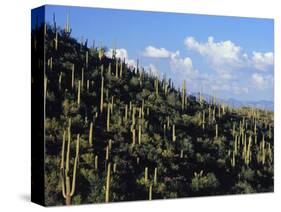 Saguaro Cactus on Hillside-James Randklev-Stretched Canvas