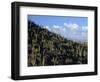 Saguaro Cactus on Hillside-James Randklev-Framed Photographic Print
