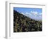 Saguaro Cactus on Hillside-James Randklev-Framed Photographic Print