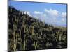 Saguaro Cactus on Hillside-James Randklev-Mounted Photographic Print