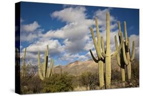 Saguaro Cactus on the Mountainside in Tuscon, Arizona-pdb1-Stretched Canvas
