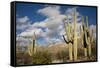 Saguaro Cactus on the Mountainside in Tuscon, Arizona-pdb1-Framed Stretched Canvas