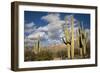 Saguaro Cactus on the Mountainside in Tuscon, Arizona-pdb1-Framed Photographic Print