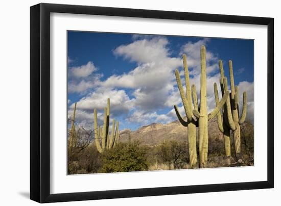 Saguaro Cactus on the Mountainside in Tuscon, Arizona-pdb1-Framed Photographic Print
