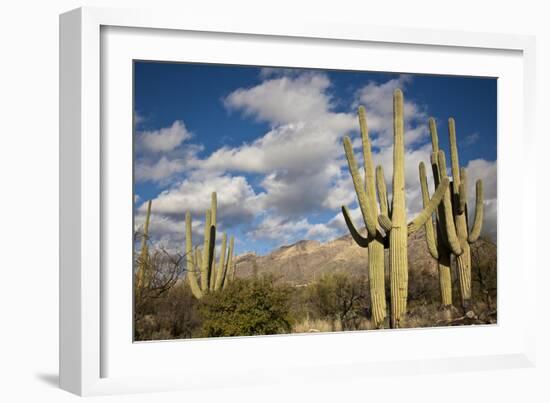 Saguaro Cactus on the Mountainside in Tuscon, Arizona-pdb1-Framed Photographic Print