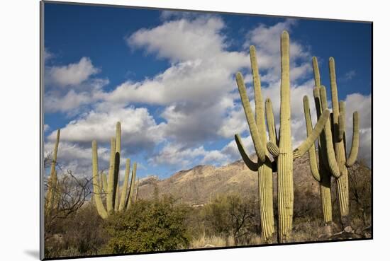 Saguaro Cactus on the Mountainside in Tuscon, Arizona-pdb1-Mounted Photographic Print