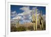 Saguaro Cactus on the Mountainside in Tuscon, Arizona-pdb1-Framed Photographic Print