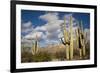 Saguaro Cactus on the Mountainside in Tuscon, Arizona-pdb1-Framed Photographic Print