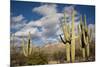 Saguaro Cactus on the Mountainside in Tuscon, Arizona-pdb1-Mounted Photographic Print