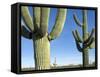 Saguaro Cactus, Organ Pipe Cactus National Monument, Arizona, USA-Philippe Clement-Framed Stretched Canvas