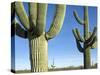 Saguaro Cactus, Organ Pipe Cactus National Monument, Arizona, USA-Philippe Clement-Stretched Canvas