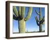 Saguaro Cactus, Organ Pipe Cactus National Monument, Arizona, USA-Philippe Clement-Framed Photographic Print