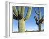 Saguaro Cactus, Organ Pipe Cactus National Monument, Arizona, USA-Philippe Clement-Framed Photographic Print