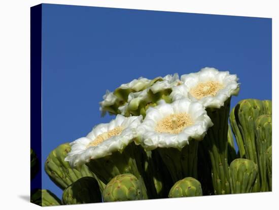 Saguaro Cactus, Saguaro National Park, Tucson, Arizona, USA-Peter Hawkins-Stretched Canvas