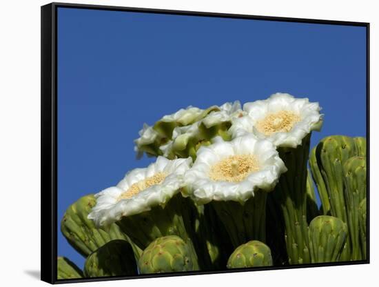 Saguaro Cactus, Saguaro National Park, Tucson, Arizona, USA-Peter Hawkins-Framed Stretched Canvas