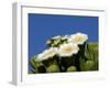 Saguaro Cactus, Saguaro National Park, Tucson, Arizona, USA-Peter Hawkins-Framed Premium Photographic Print