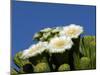 Saguaro Cactus, Saguaro National Park, Tucson, Arizona, USA-Peter Hawkins-Mounted Premium Photographic Print