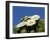 Saguaro Cactus, Saguaro National Park, Tucson, Arizona, USA-Peter Hawkins-Framed Photographic Print