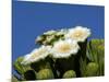 Saguaro Cactus, Saguaro National Park, Tucson, Arizona, USA-Peter Hawkins-Mounted Photographic Print