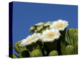 Saguaro Cactus, Saguaro National Park, Tucson, Arizona, USA-Peter Hawkins-Stretched Canvas