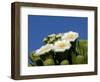 Saguaro Cactus, Saguaro National Park, Tucson, Arizona, USA-Peter Hawkins-Framed Photographic Print