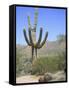 Saguaro Cactus, Saguaro National Park, Tuscon Mountain District West Unit, Tucson, Arizona-Wendy Connett-Framed Stretched Canvas