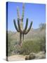 Saguaro Cactus, Saguaro National Park, Tuscon Mountain District West Unit, Tucson, Arizona-Wendy Connett-Stretched Canvas